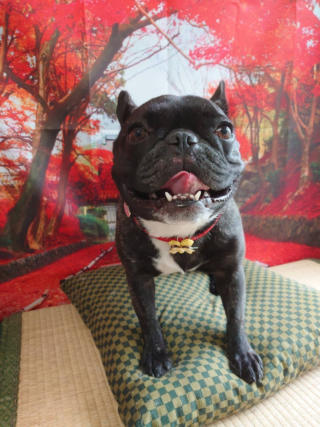 フレブルのあんこちゃん グルーミングコース