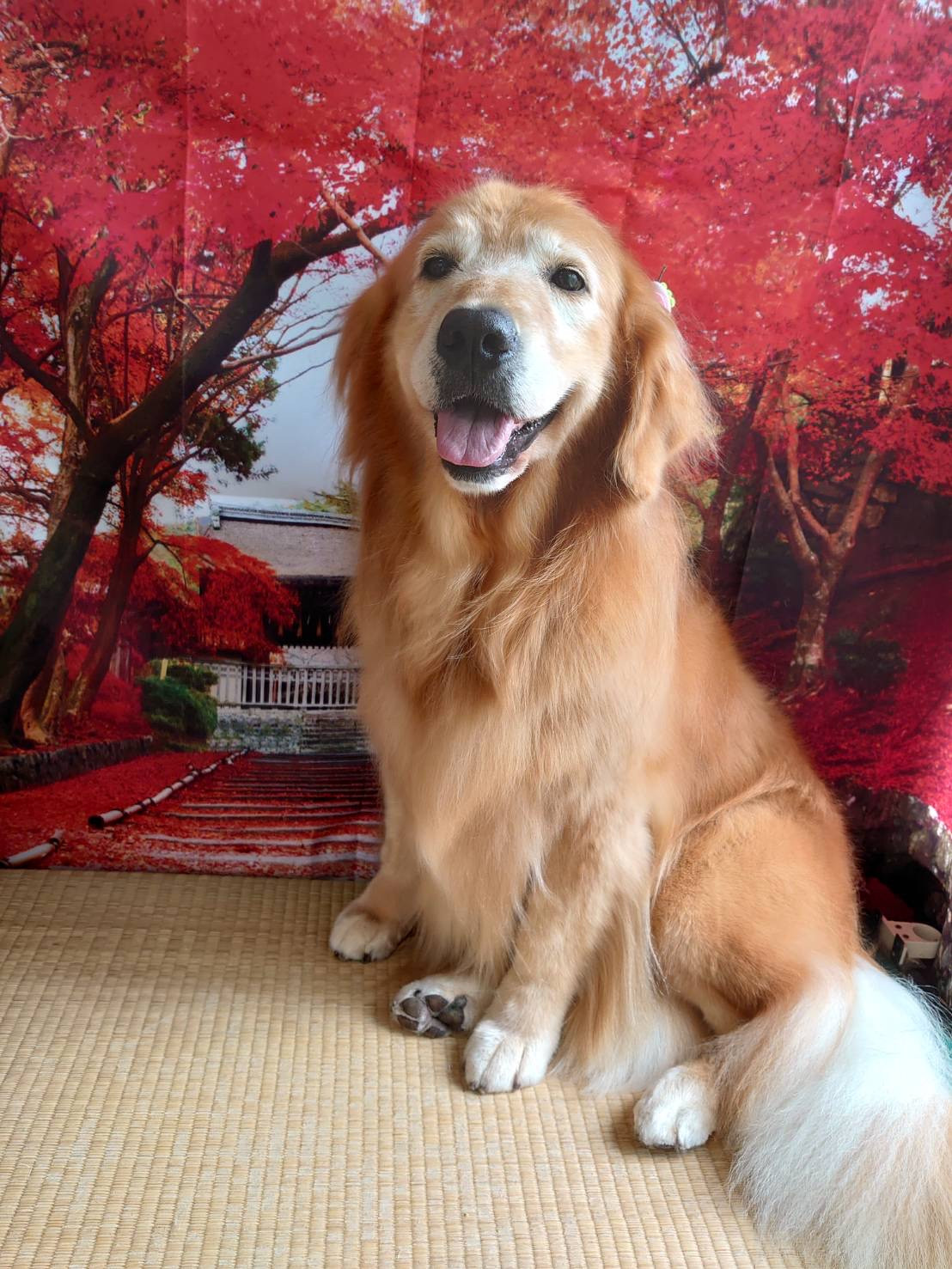 ゴールデンのマルちゃん グルーミングコース