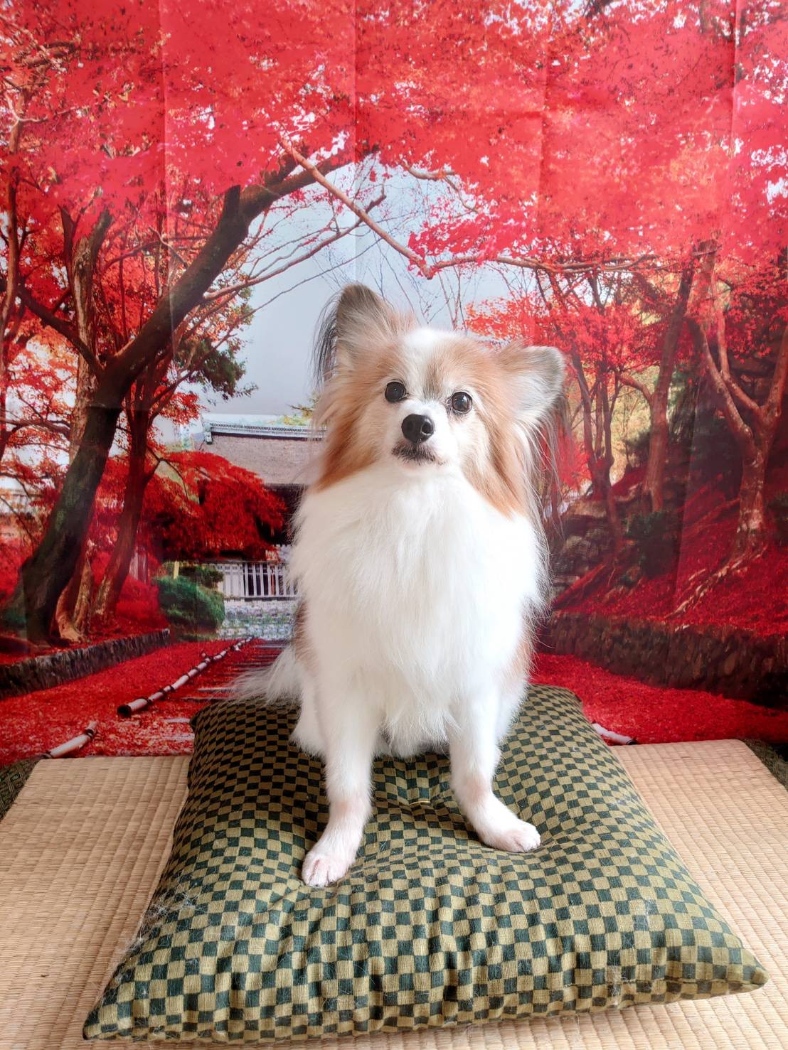 パピヨンのミルクちゃん グルーミングコース