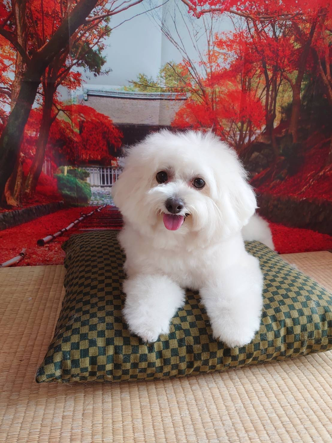 MIXのななちゃん トリミングコース