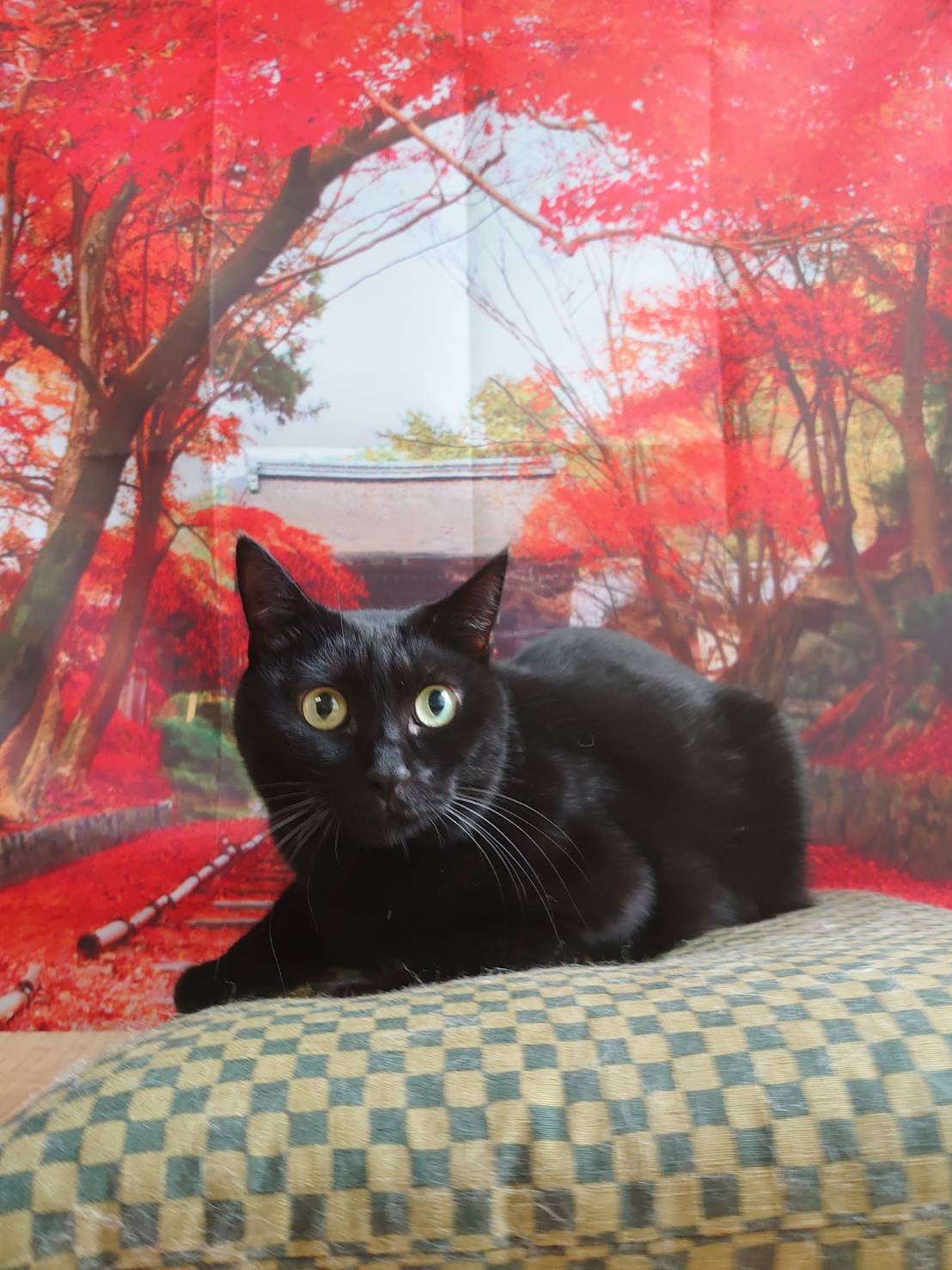 猫のレオンちゃん&ジジちゃん お爪切り