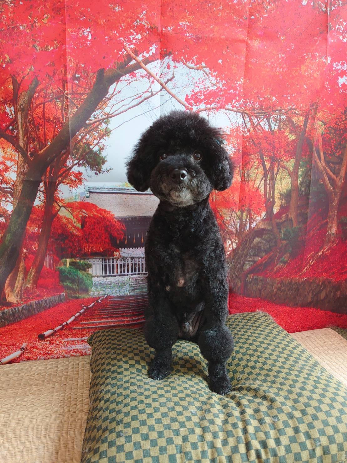 プードルのクールちゃん トリミングコ ース