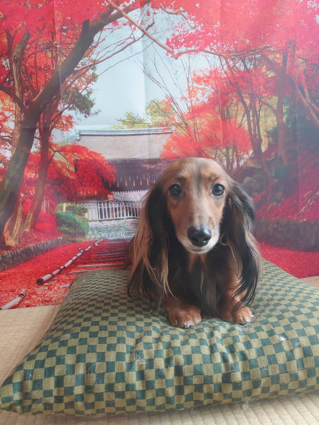 ダックスのきなこちゃん&ここあちゃん オプションコース 部分カット