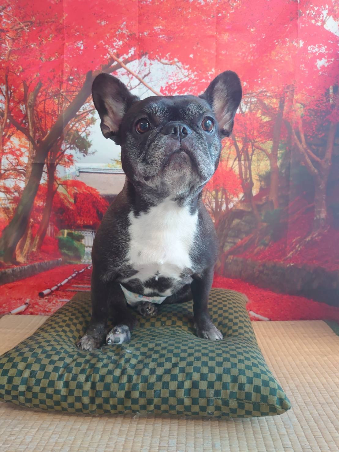 フレブルのはなちゃん お爪切り 肛門腺 絞り