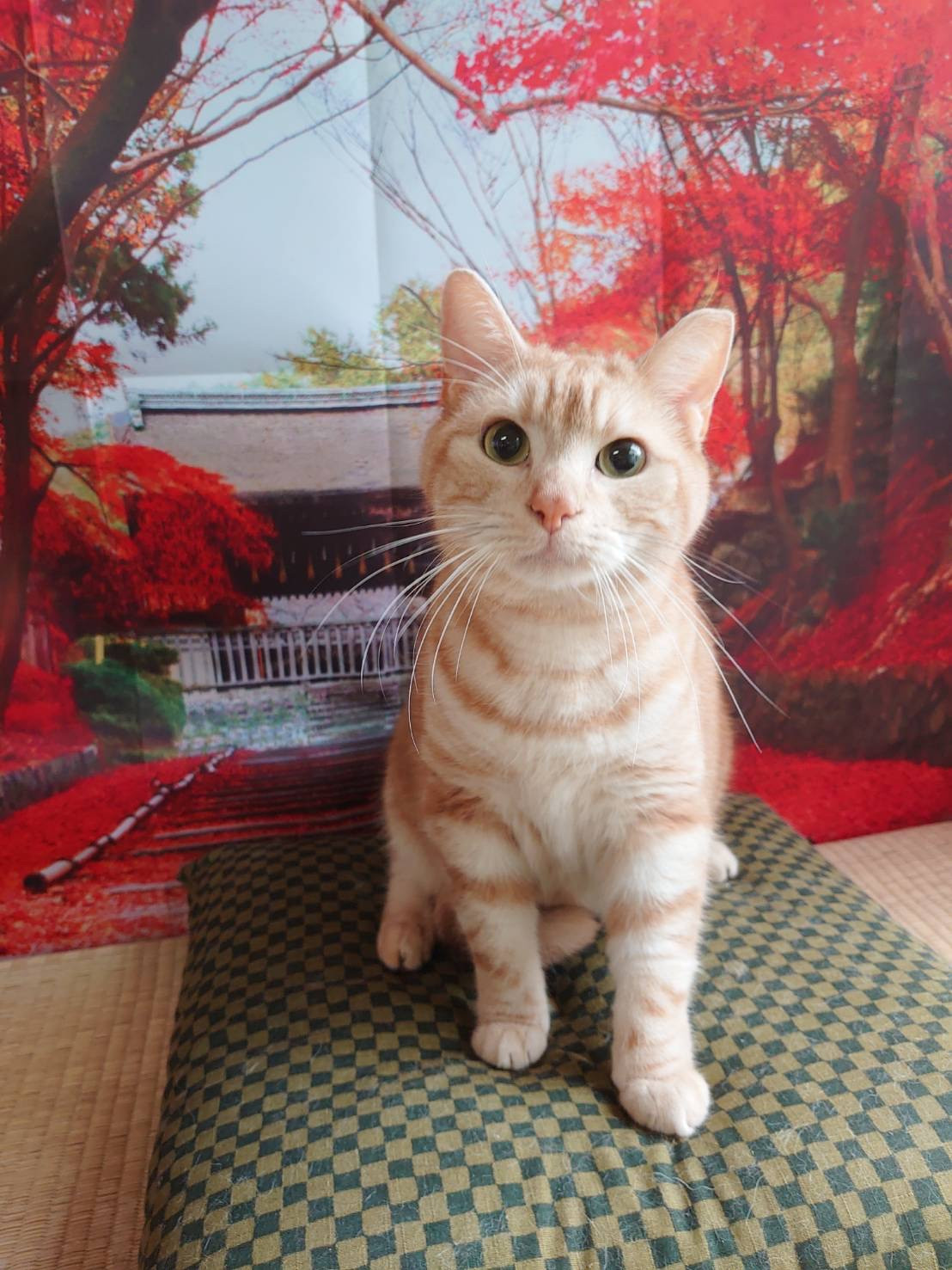 猫のレオンちゃん&ジジちゃん お爪切り