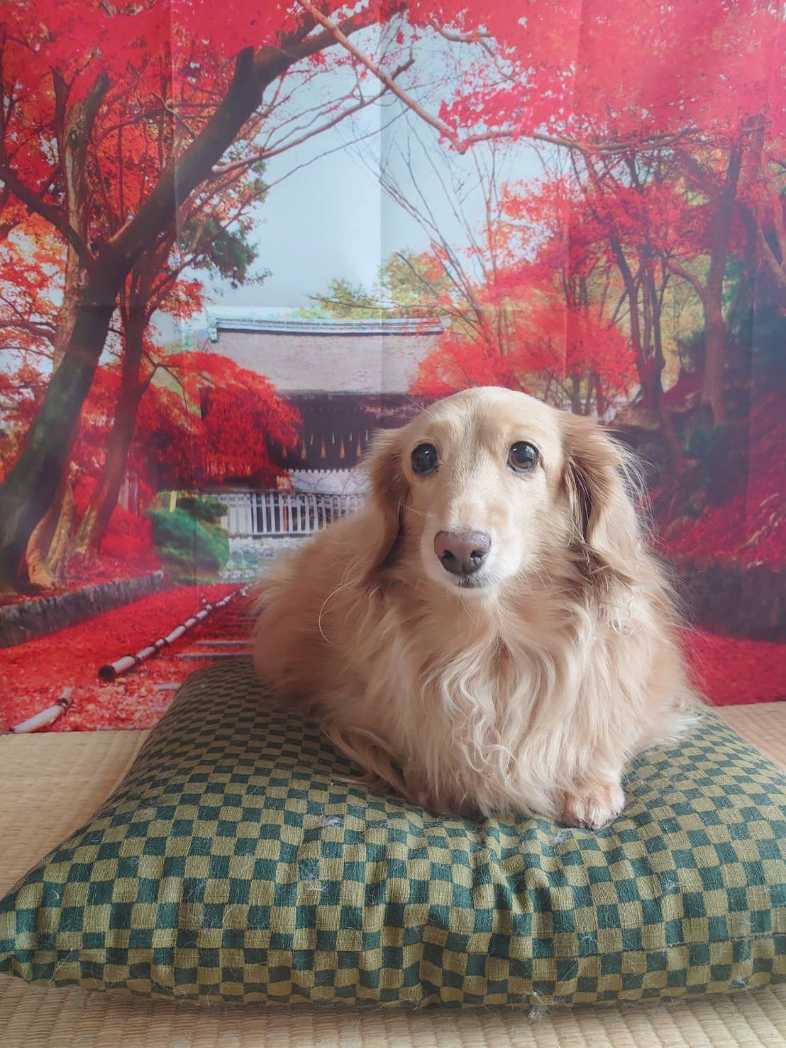 ダックスのきなこちゃん&ここあちゃん オプションコース 部分カット