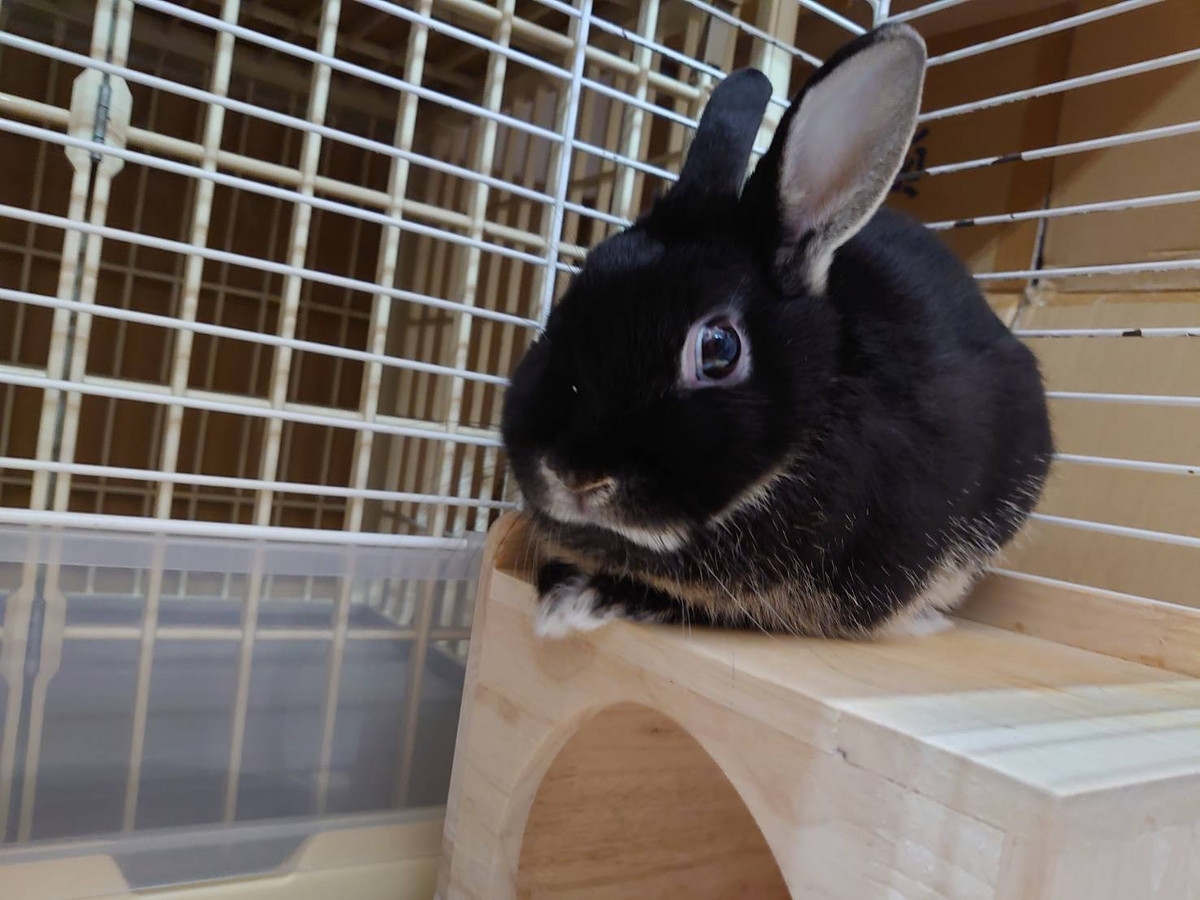 ネザーランドのかまぼこちゃん お泊まりの様子