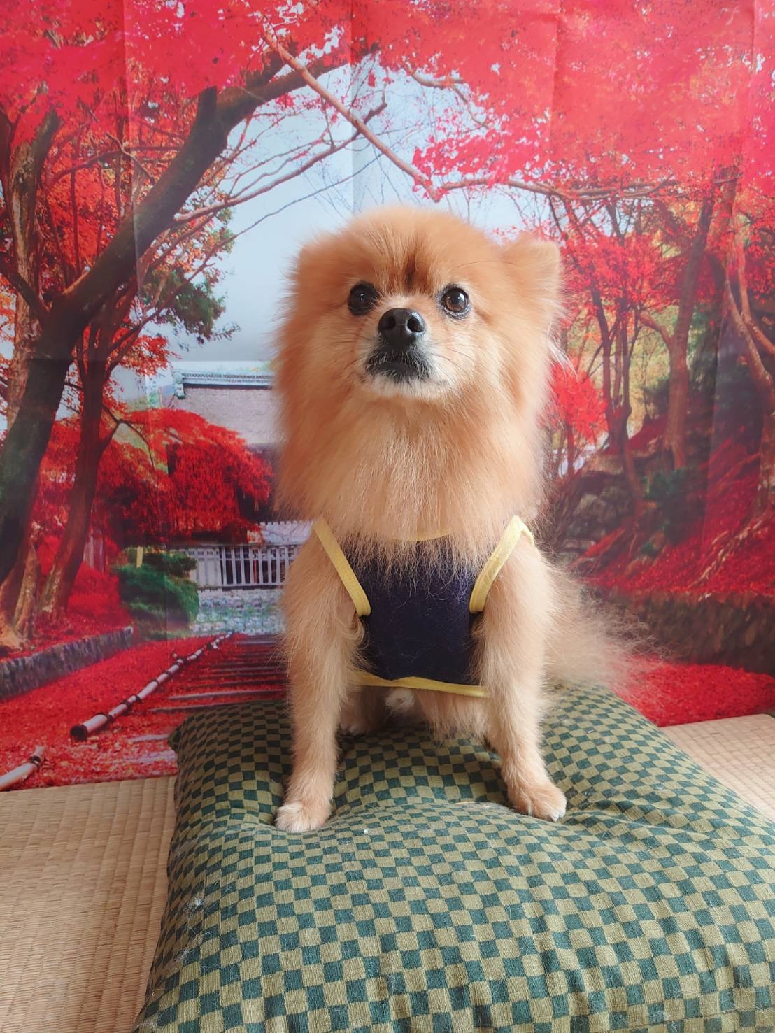 ポメラニアンのくりちゃん&くるちゃん グルーミングコース 部分カット