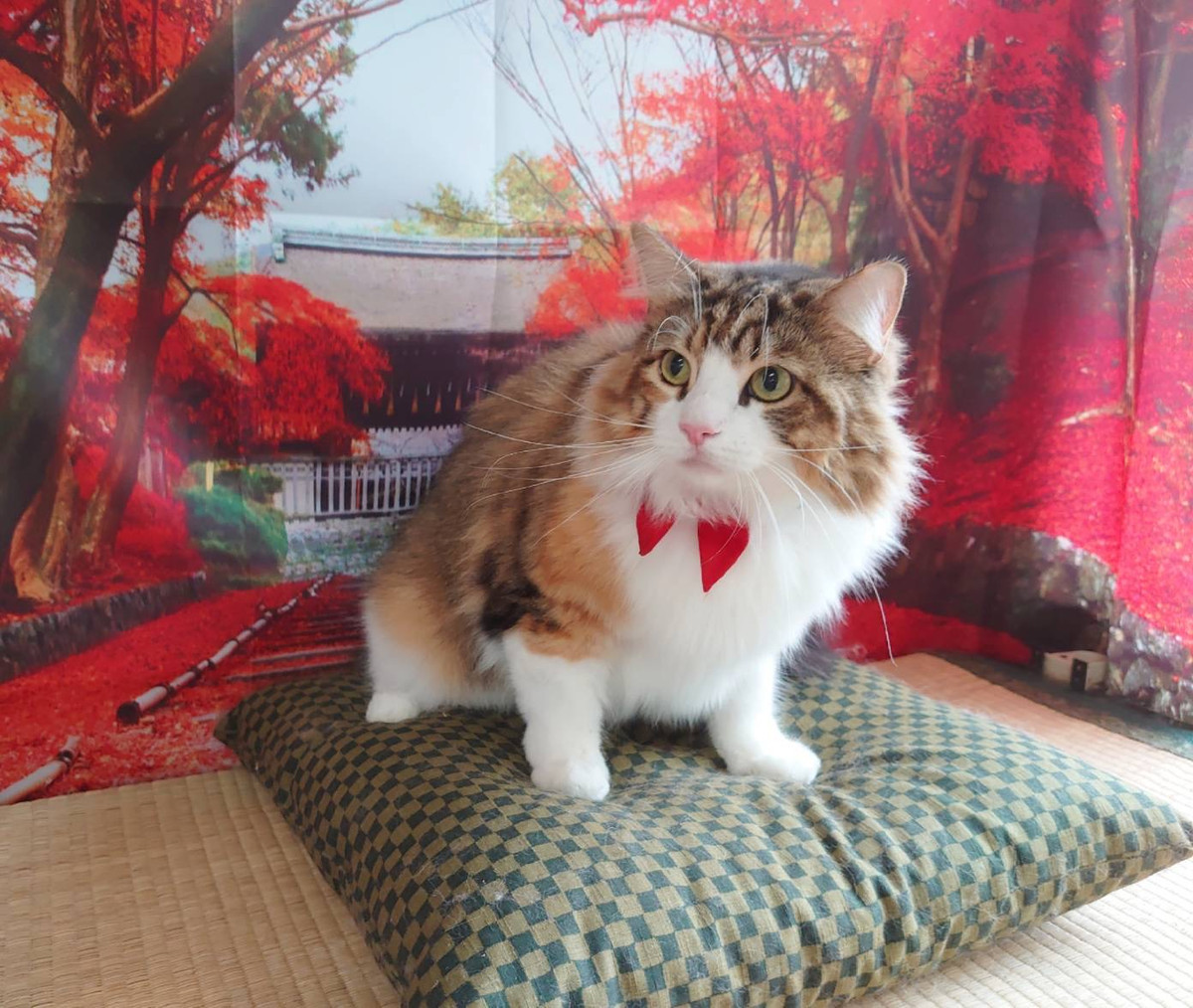 ノルウェージャンのミニョンちゃん シャンプーコース お爪切り お耳掃除 足裏のカット 肛門周りのカット