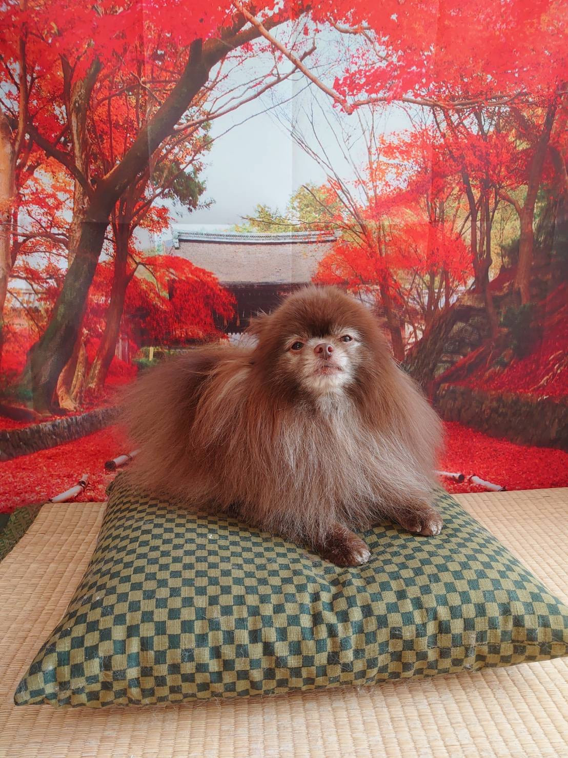 ポメラニアンのくりちゃん&くるちゃん グルーミングコース 部分カット