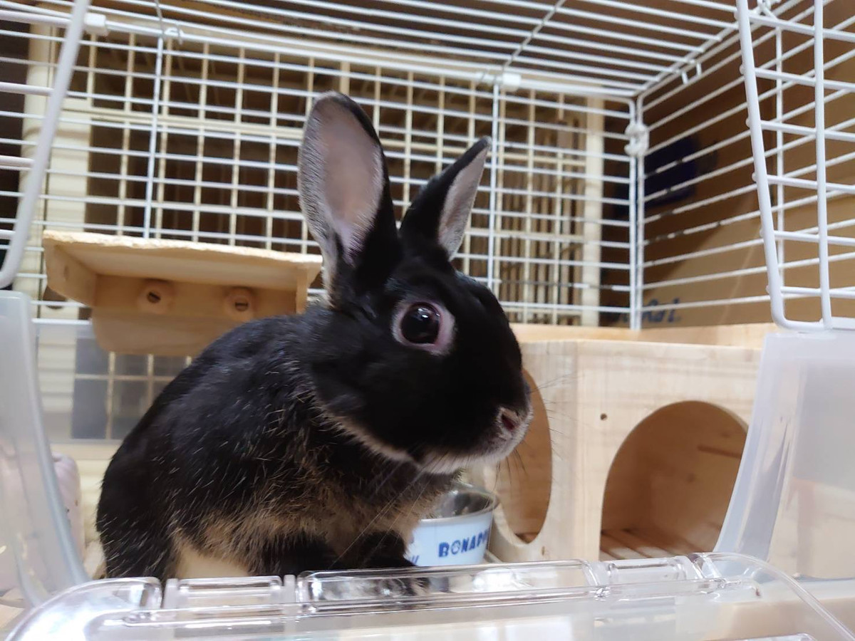 ネザーランドのかまぼこちゃん お泊まりの様子