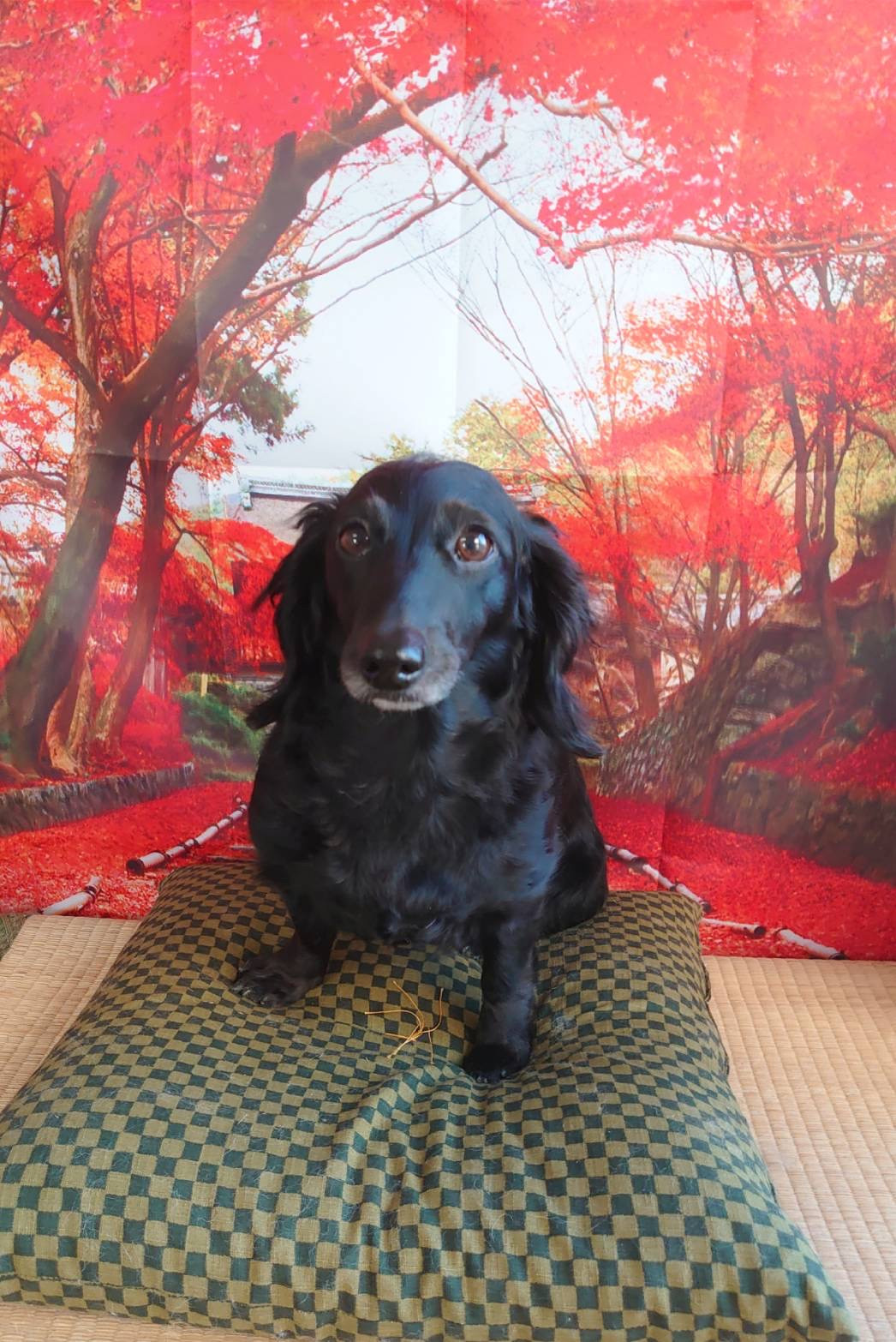 ダックスのシエルちゃん オプションコース 部分カット