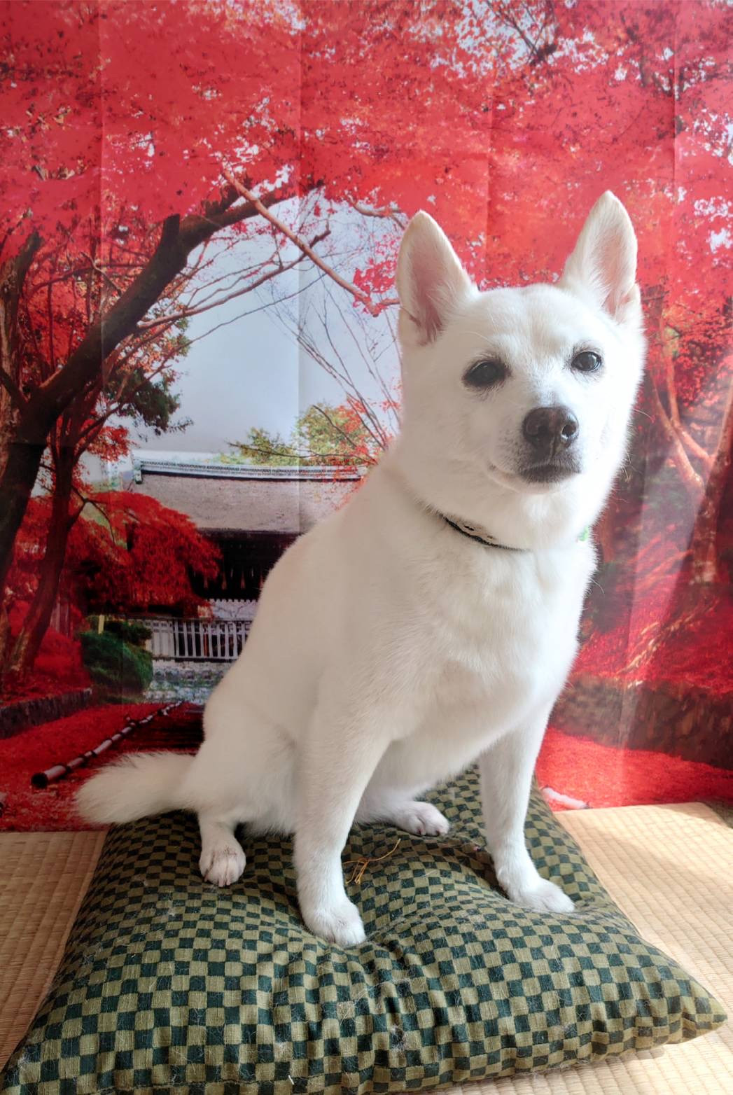 柴MIXのはなちゃん グルーミングコース