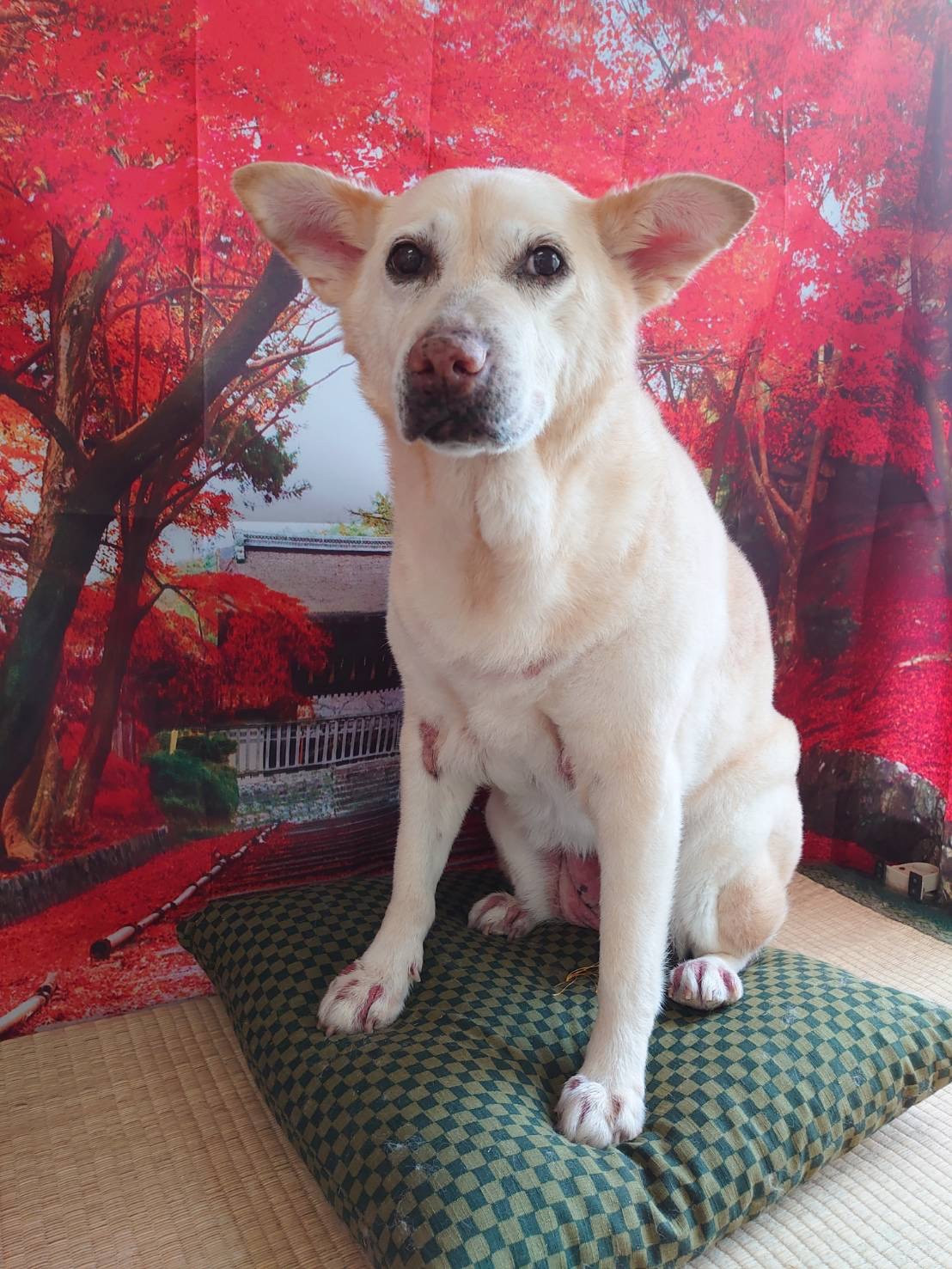 MIXのアイカちゃん グルーミングコース