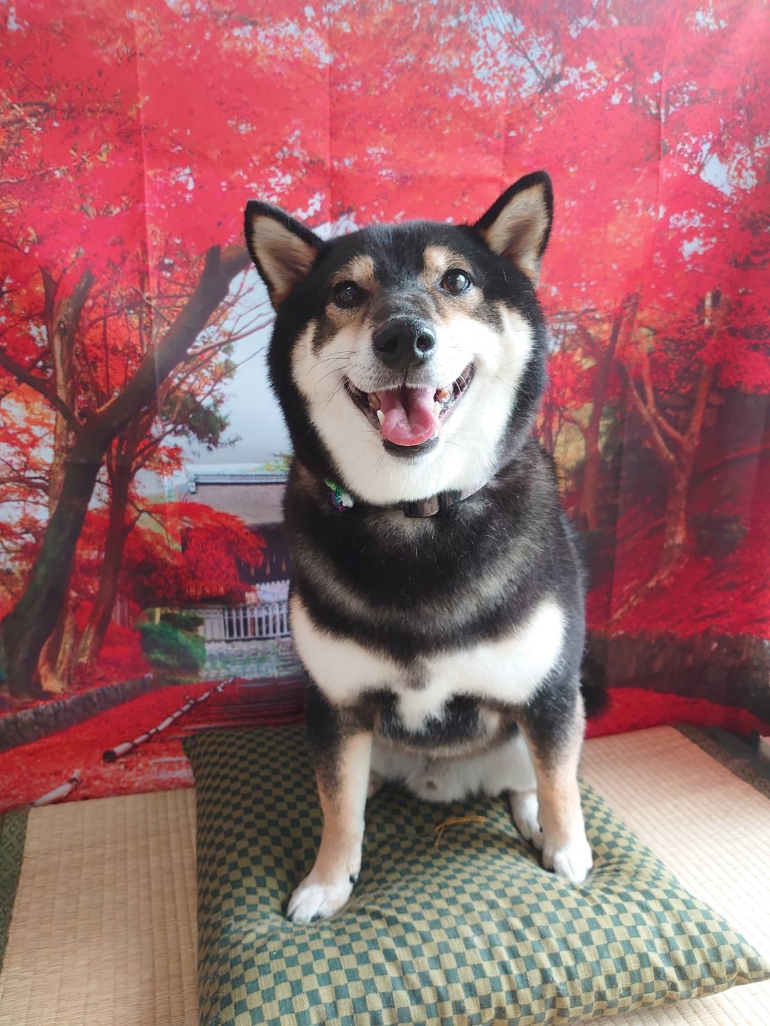 柴のくろ丸ちゃん シャンプーコース お爪切り