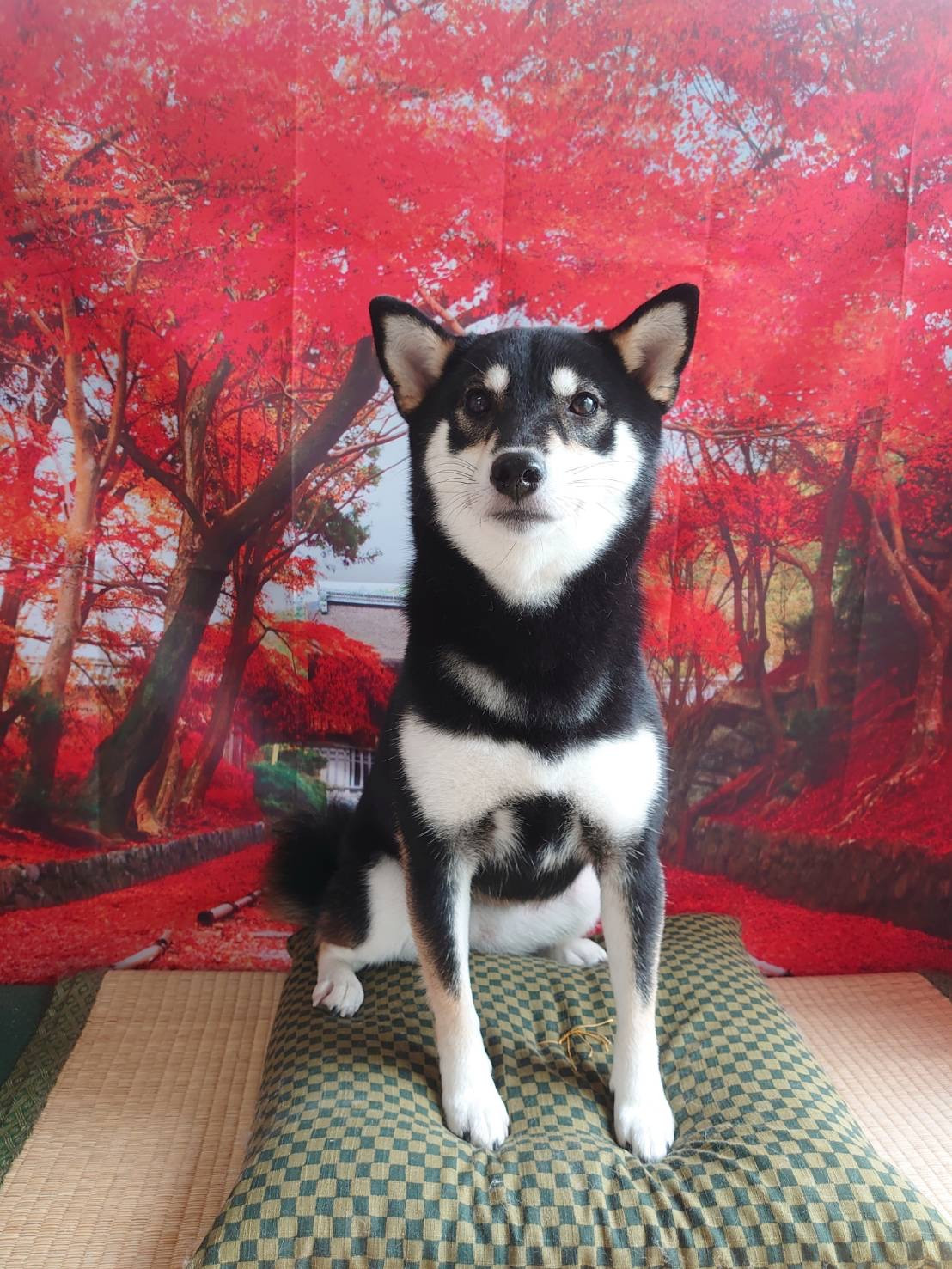 柴の蓮菜ちゃん グルーミングコース デンタル