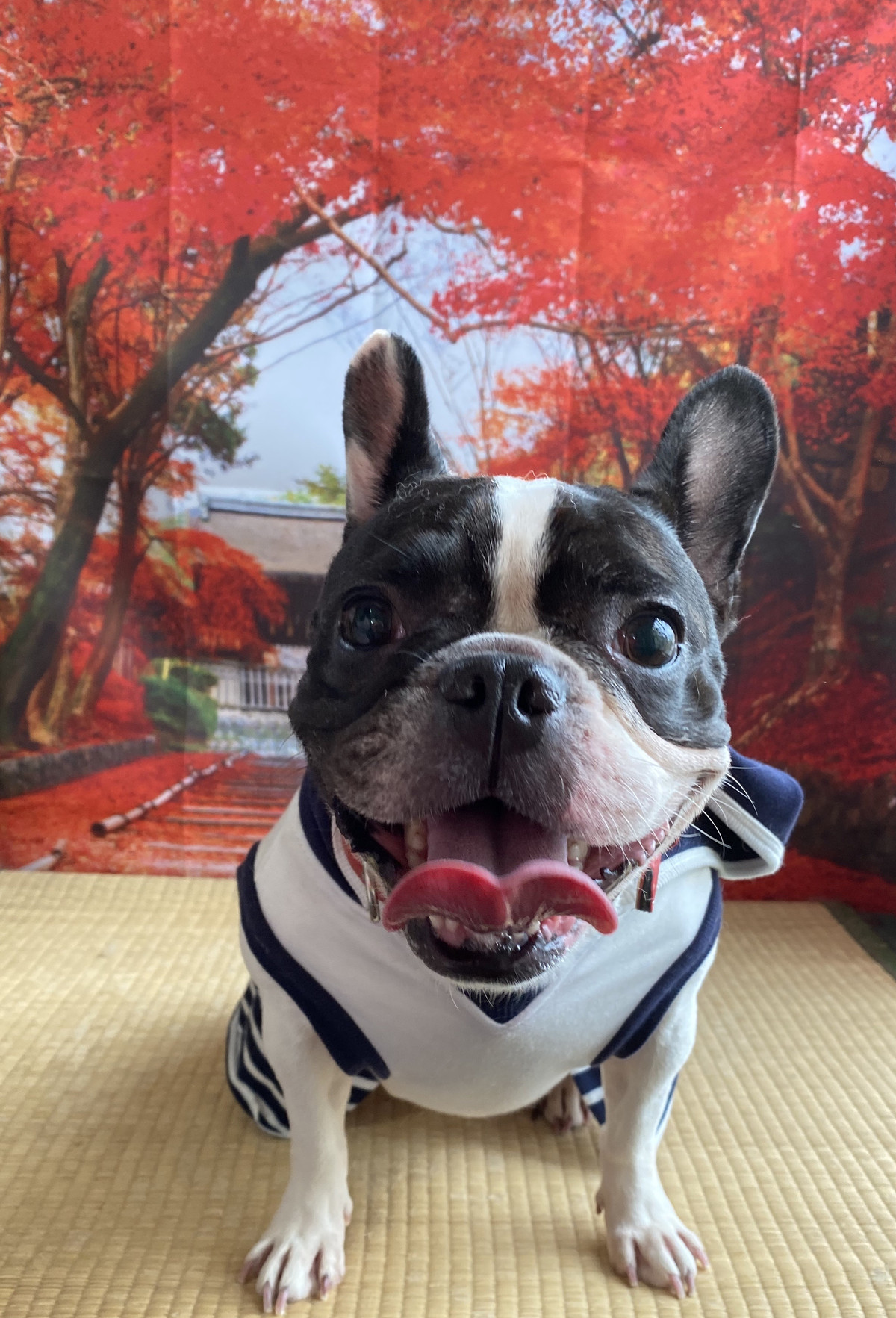 フレブルの碧空ちゃん お爪切り