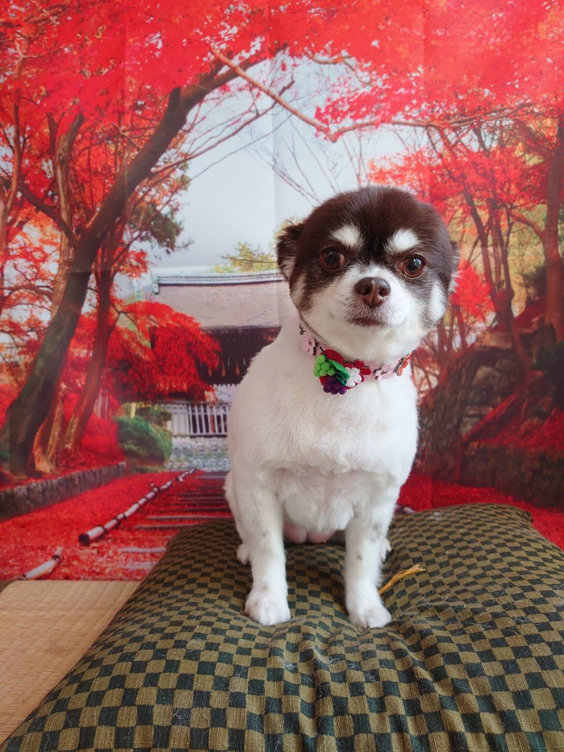 チワワのチョコちゃん トリミングコース デンタル