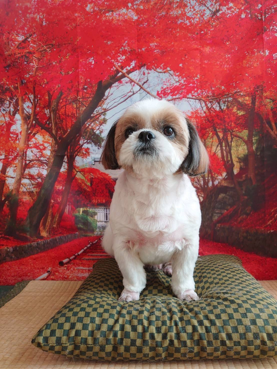 シーズーの空太ちゃん トリミングコース