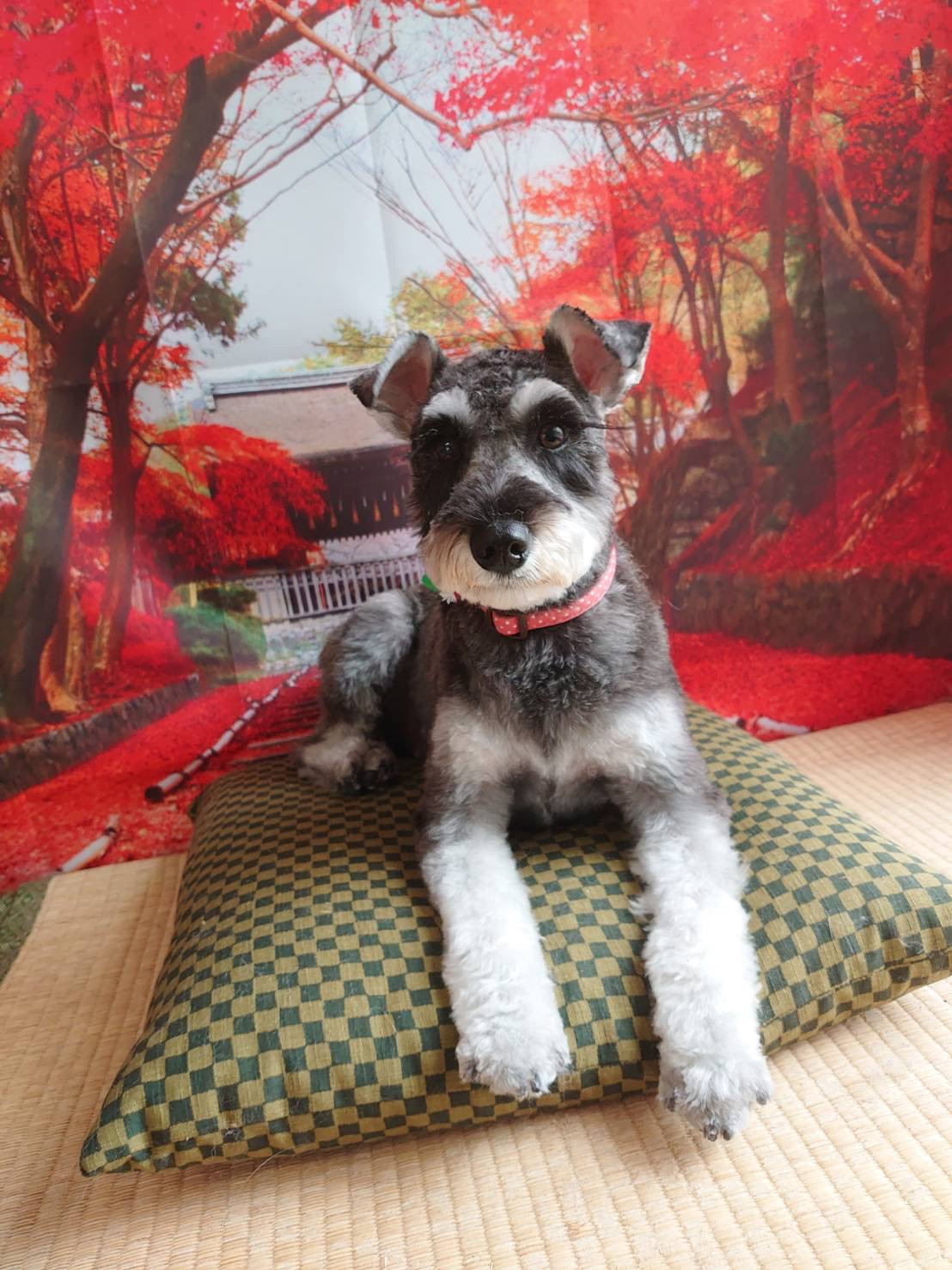 シュナウザーの結ちゃん トリミングコ ース