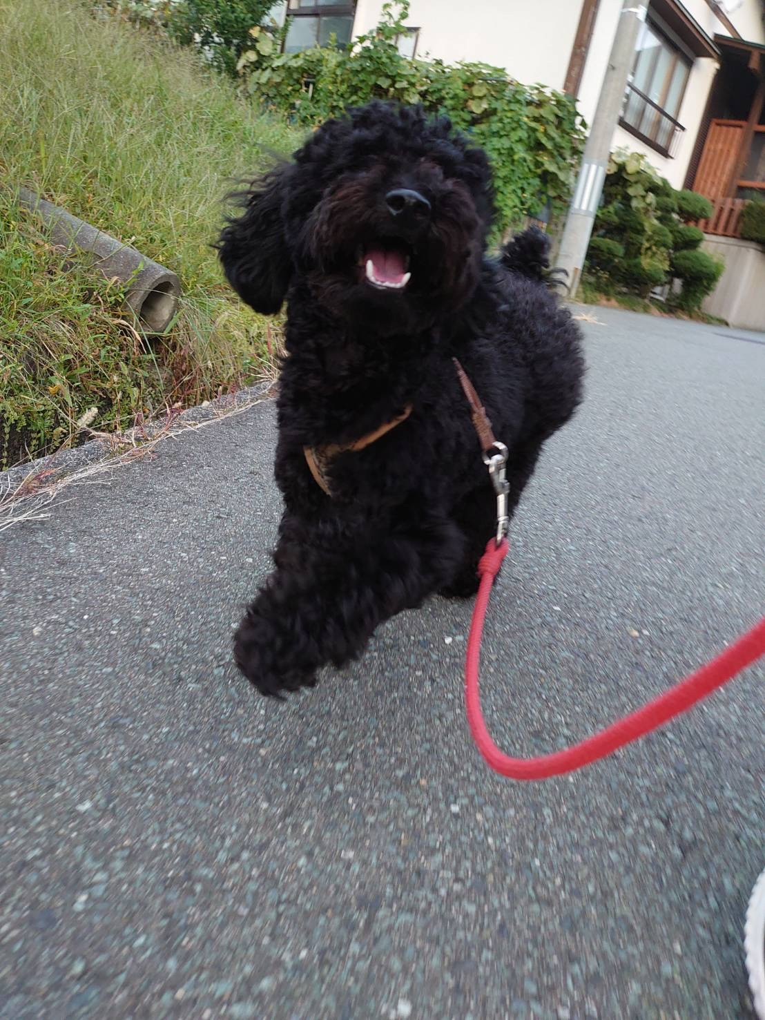 プードルのクロムちゃん お泊まりの様子