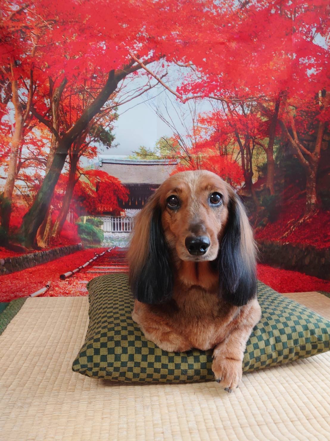 スタンダードダックスのメルちゃん トリミングコース デンタル