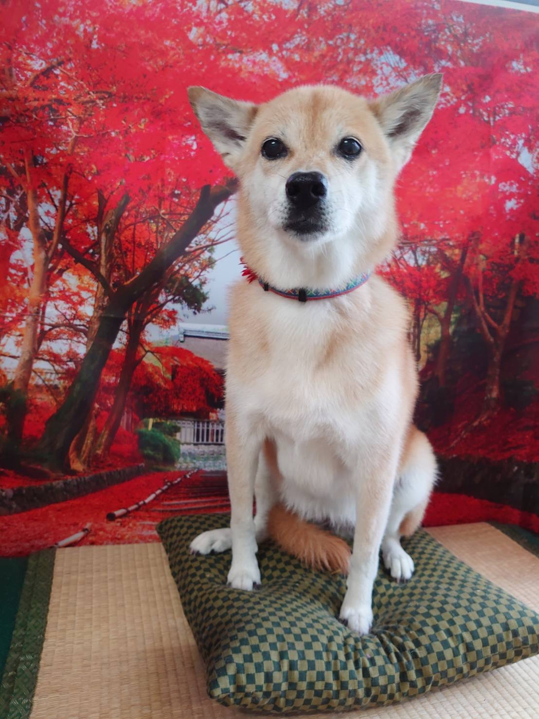 MIXのチョコちゃん シャンプーコース お爪切り