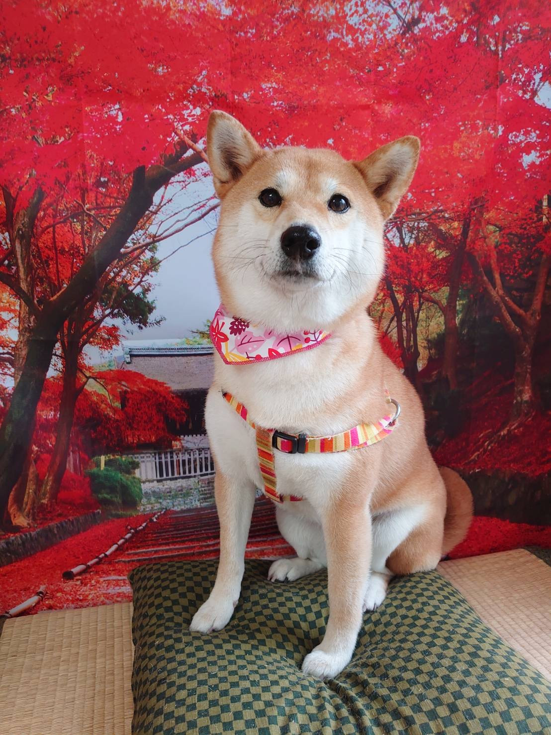 柴のりんちゃん グルーミングコース 部分カット