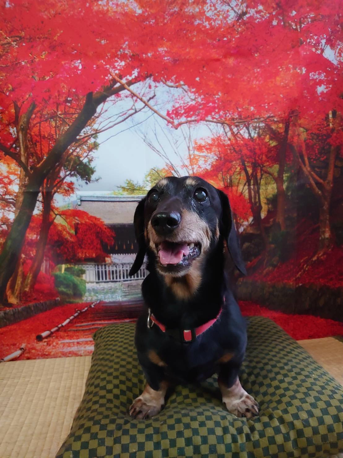 ダックスのアロンちゃん 肛門腺絞り