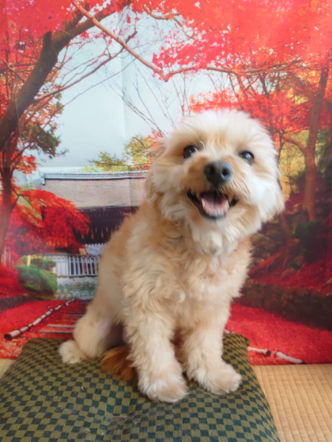 MIXのぎんじちゃん お爪切り