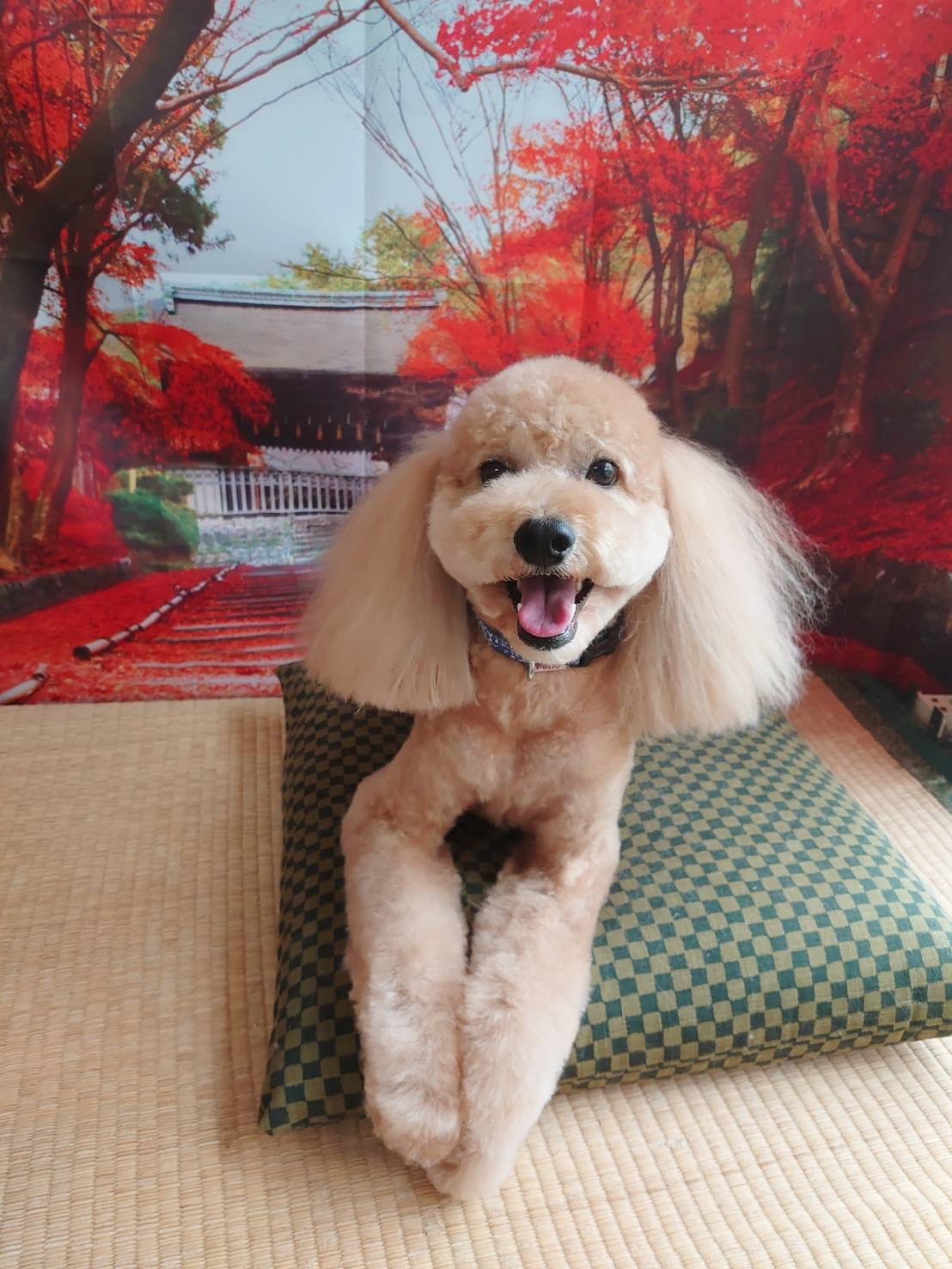 プードルのフクちゃん トリミングコース