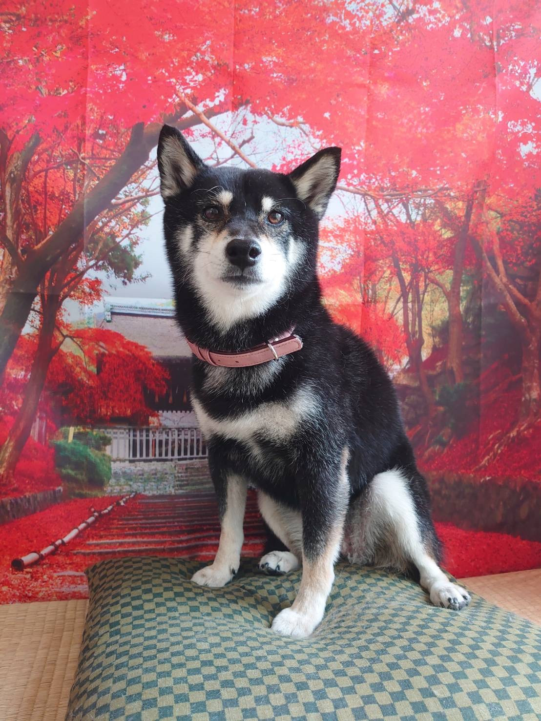 柴の椿ちゃん グルーミングコース