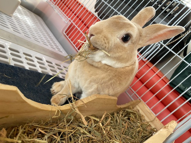 うさぎ フランちゃん お泊まりの様子