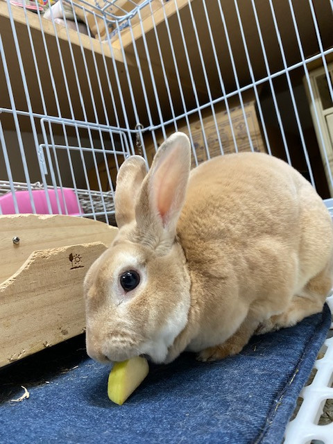 うさぎ フランちゃん お泊まりの様子