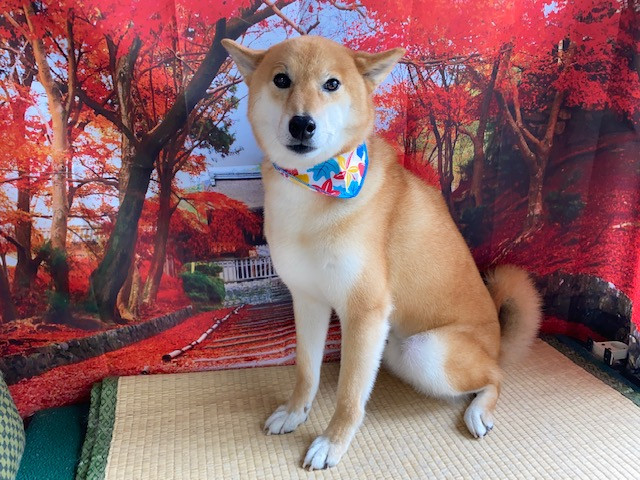 柴犬 力ちゃん シャンプーコース