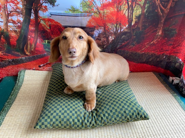 ダックスフンド コタローちゃん トリミングコース