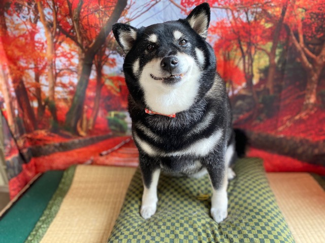 柴犬 りんちゃん グルーミングコース