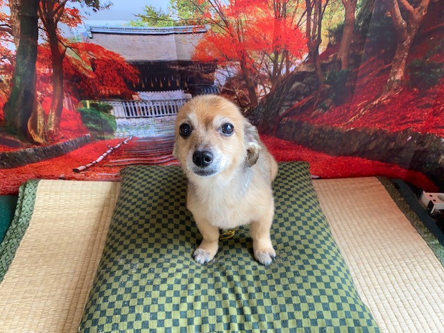 MIX うなぎちゃん シャンプーコース