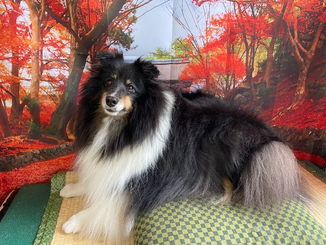 シェルティー ロビンちゃん グルーミングコース