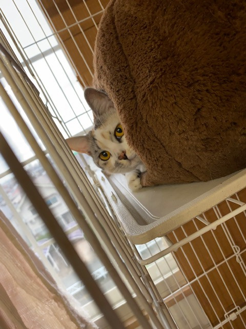 猫 ミミちゃん お泊まりの様子