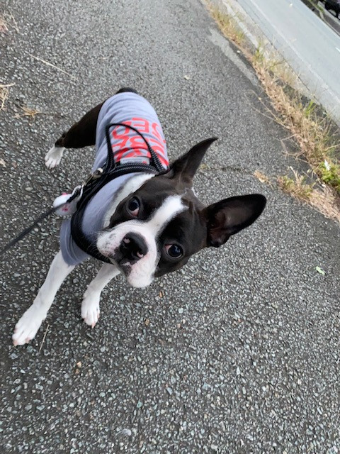 ボストンテリア 夢義ちゃん お泊まりの様子