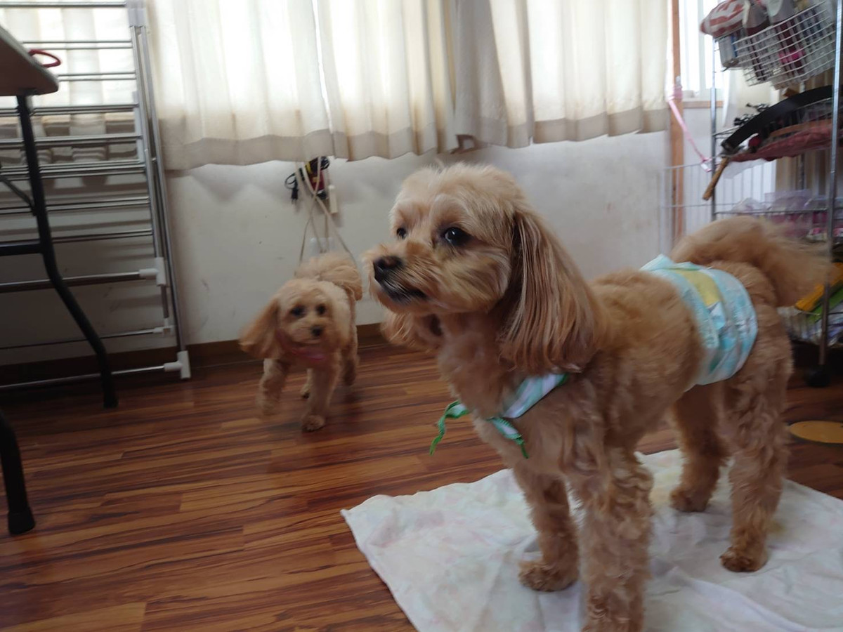 MIXの凛ちゃん&小太郎ちゃん お泊まりの様子