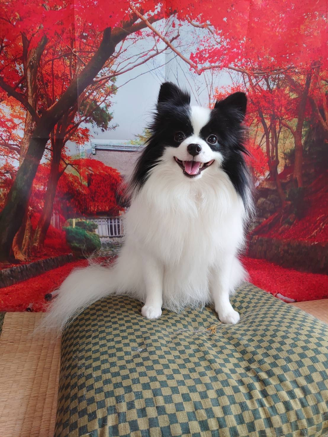 パピヨン×ポメラニアンのステラちゃん グルーミングコース 部分カット