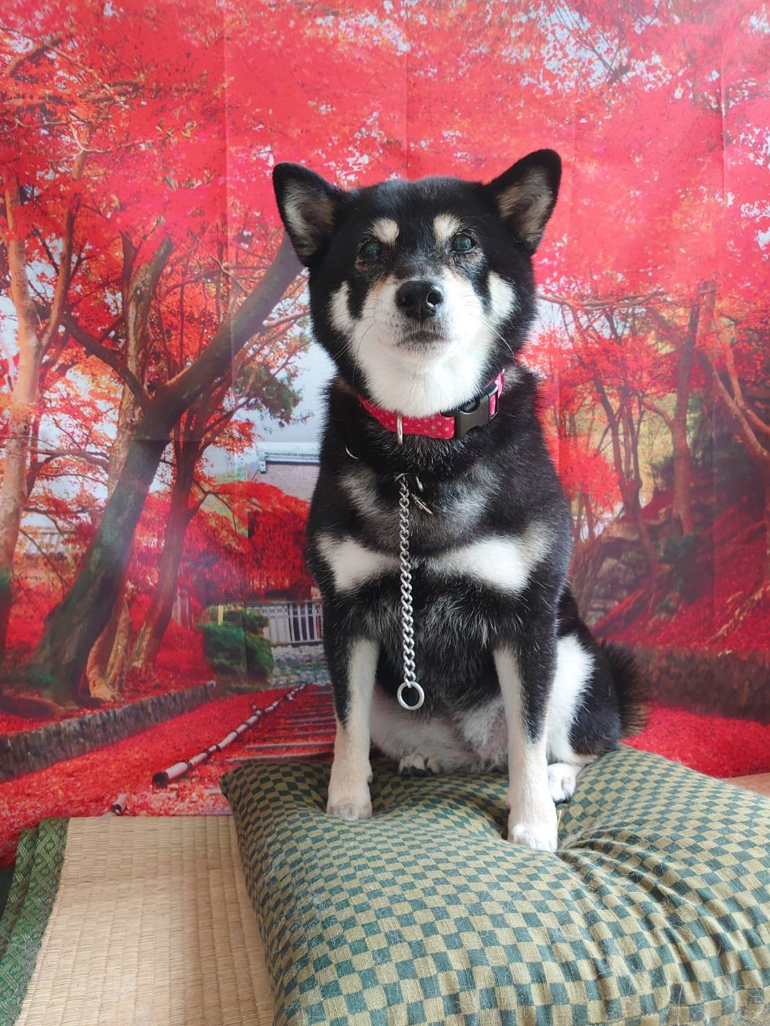 柴のさくらちゃん グルーミングコース