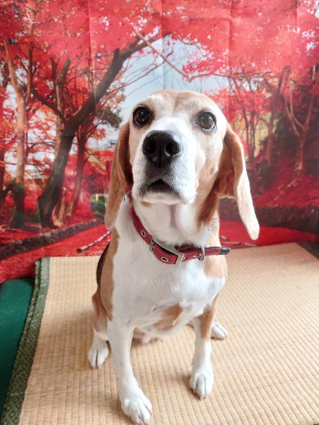 ビーグルのイモコちゃん グルーミングコース