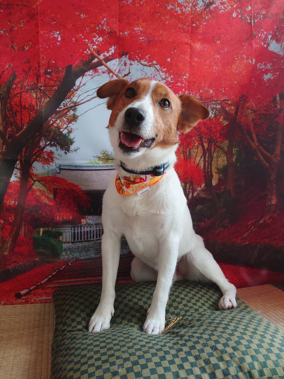 ジャックラッセルのマロンちゃん シャンプーコース