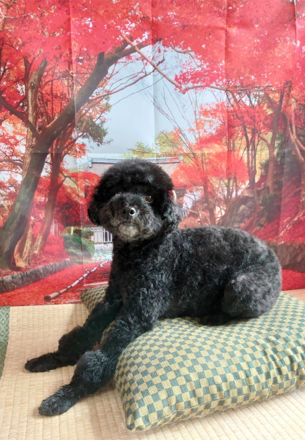 プードルのクールちゃん シャンプーコ ース