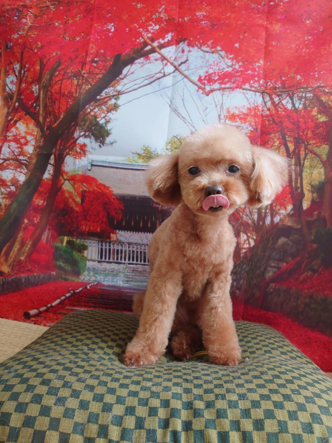 プードルのメルちゃん&モコちゃん トリミングコース