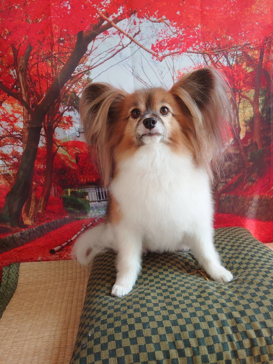 パピヨンのパピ助ちゃん グルーミングコース デンタル