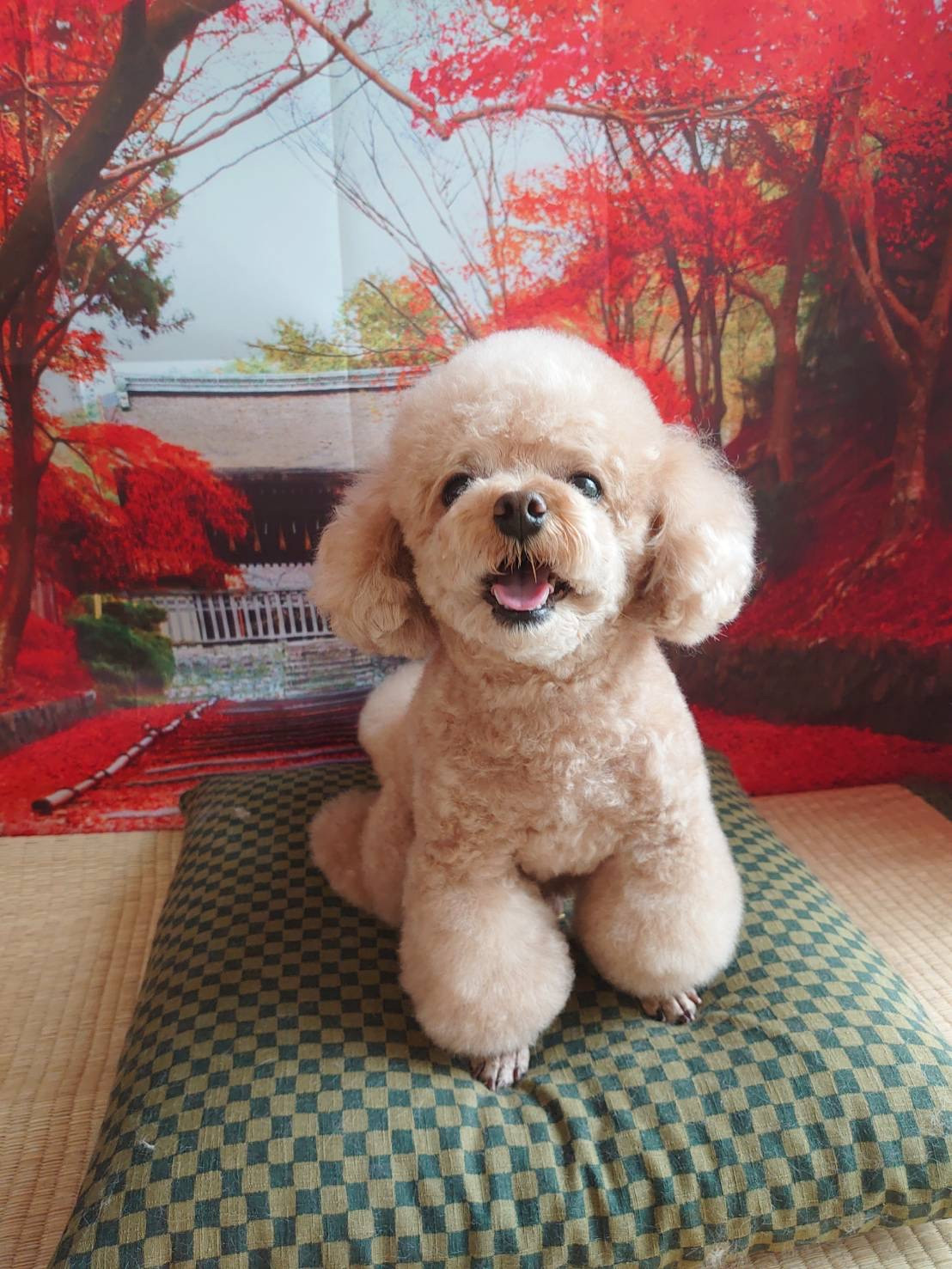 プードルの岳ちゃん シャンプーコース お爪切り 足先のバリカン 肛門周りのカット